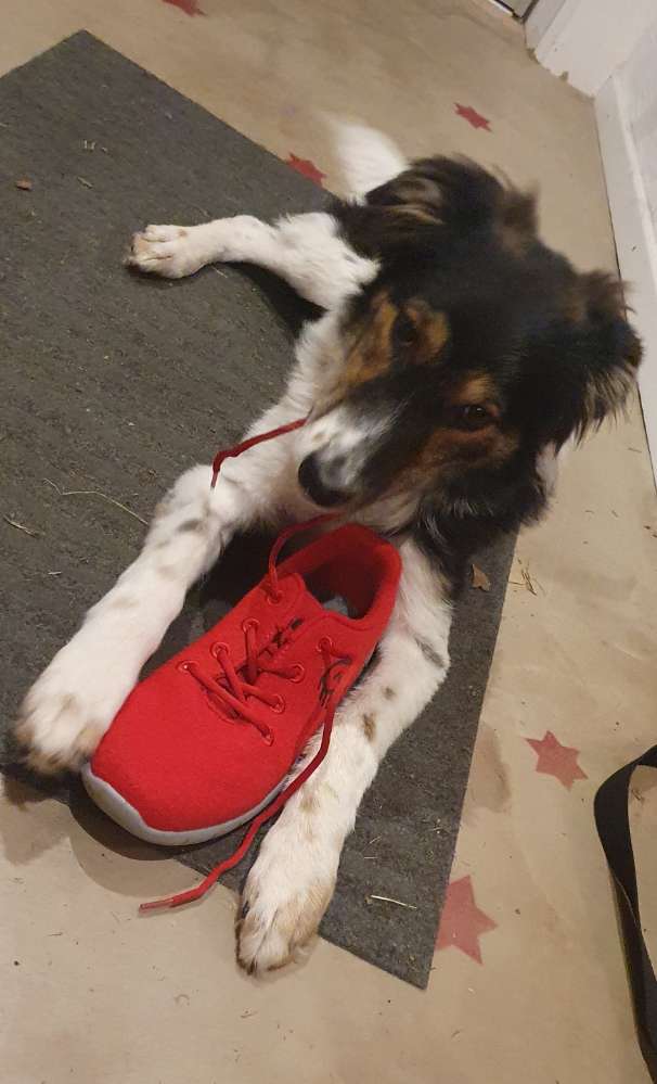 Hundetreffen-Wer will mit mir spielen?-Profilbild