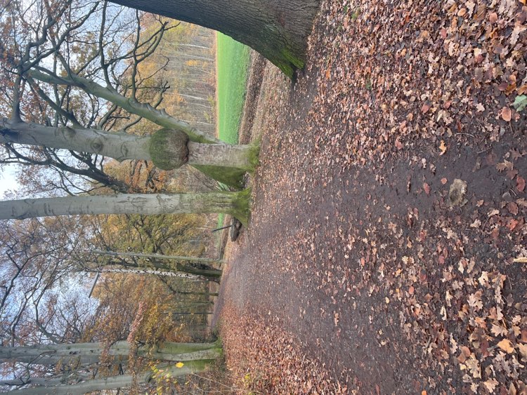 Giftköder-Eichen-Prozessionsspinner Nest auf Weg-Profilbild