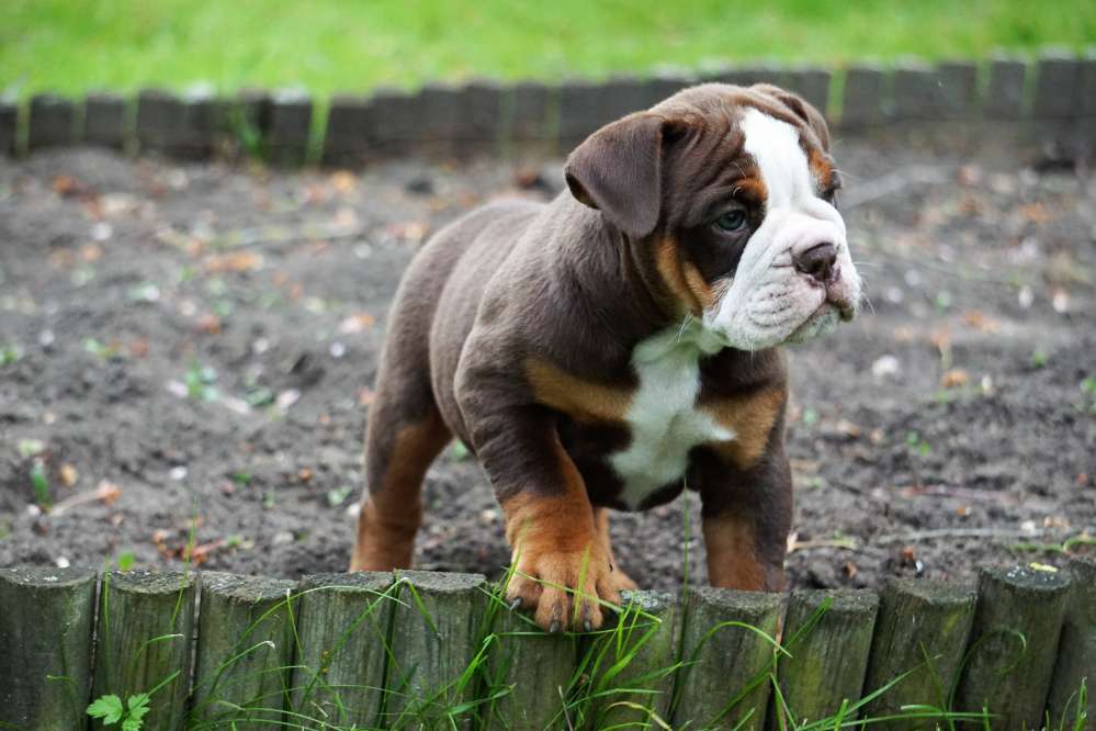 Hundetreffen-Welpentreffen in Paderborn und Umgebung-Profilbild