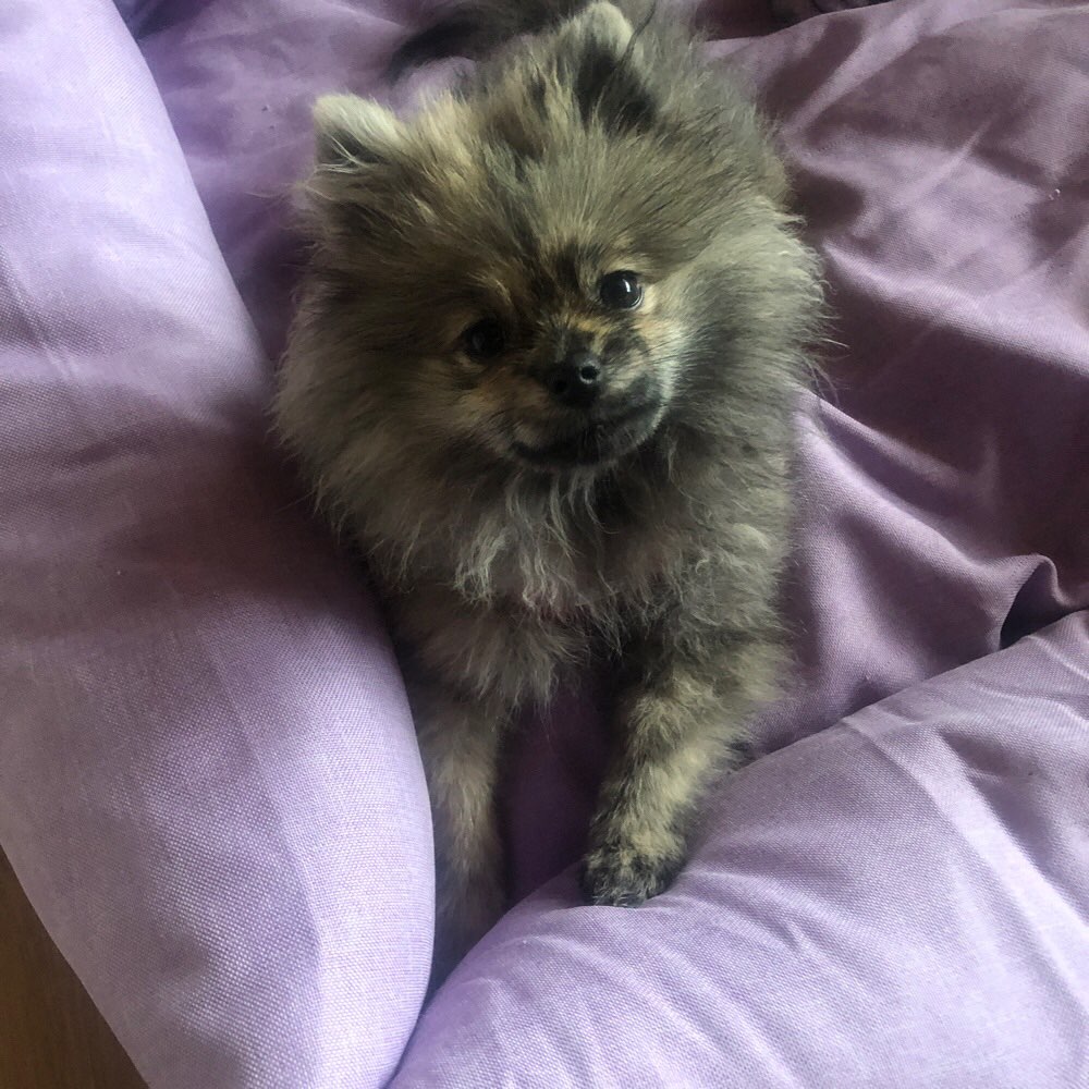 Hundetreffen-Gassi gehen in Burbach-Profilbild