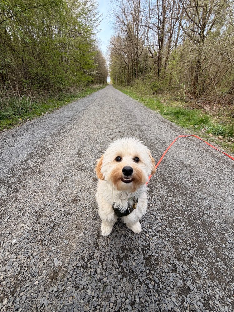 Hundetreffen-Spazieren & Training-Profilbild
