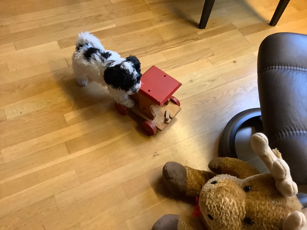 Hundetreffen-Kleinhundtreffen in Essen Bredeney-Profilbild