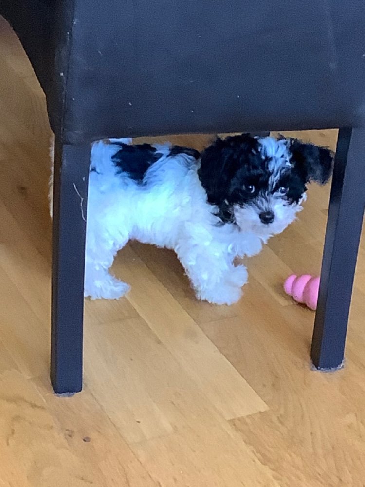 Hundetreffen-Kleinhundtreffen in Bredeney-Profilbild