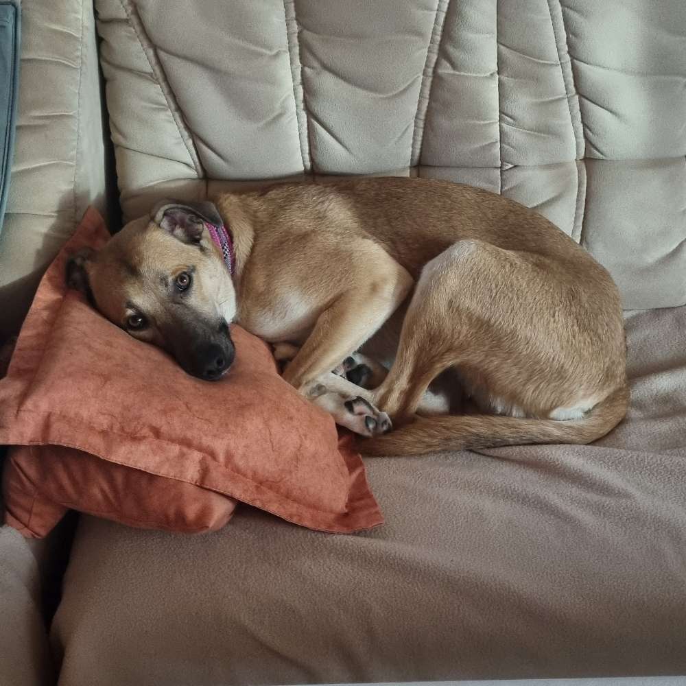 Hundetreffen-Gassi-/Spielrunde-Profilbild