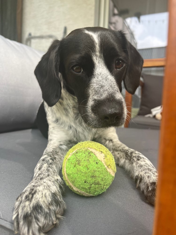 Hundetreffen-Gassi Runde / Spielfreunde für ängstlichen Hund-Profilbild
