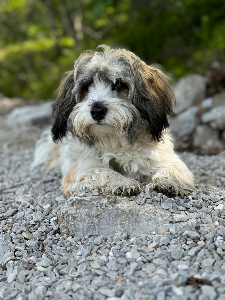 Hundetreffen-Spiel- und Tobefreund gesucht-Profilbild