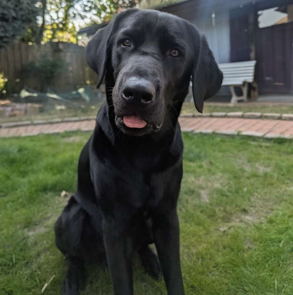 Hundetreffen-Trainingsspaziergang an der Leine-Profilbild