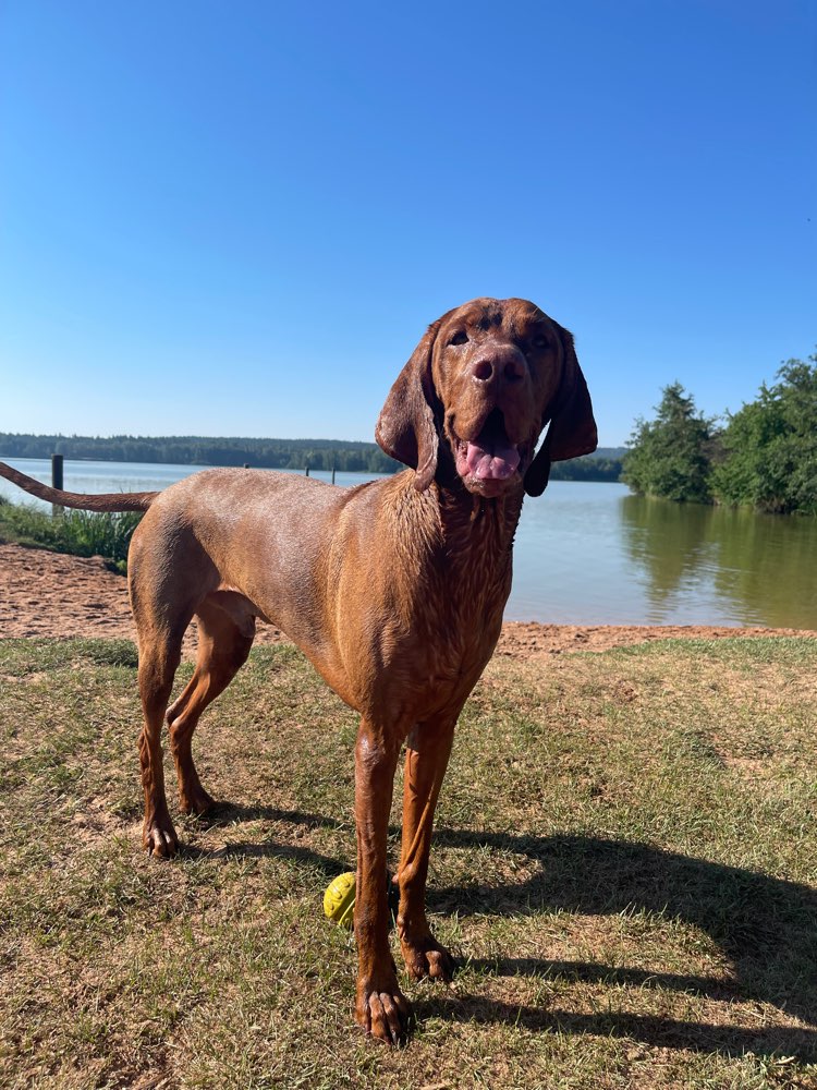 Hundetreffen-Spaziergänge mit und ohne Spiel/Training-Profilbild