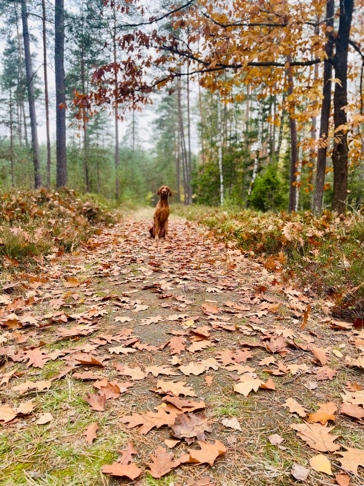 Hundetreffen-Gassirunde/Training/Spielen-Profilbild