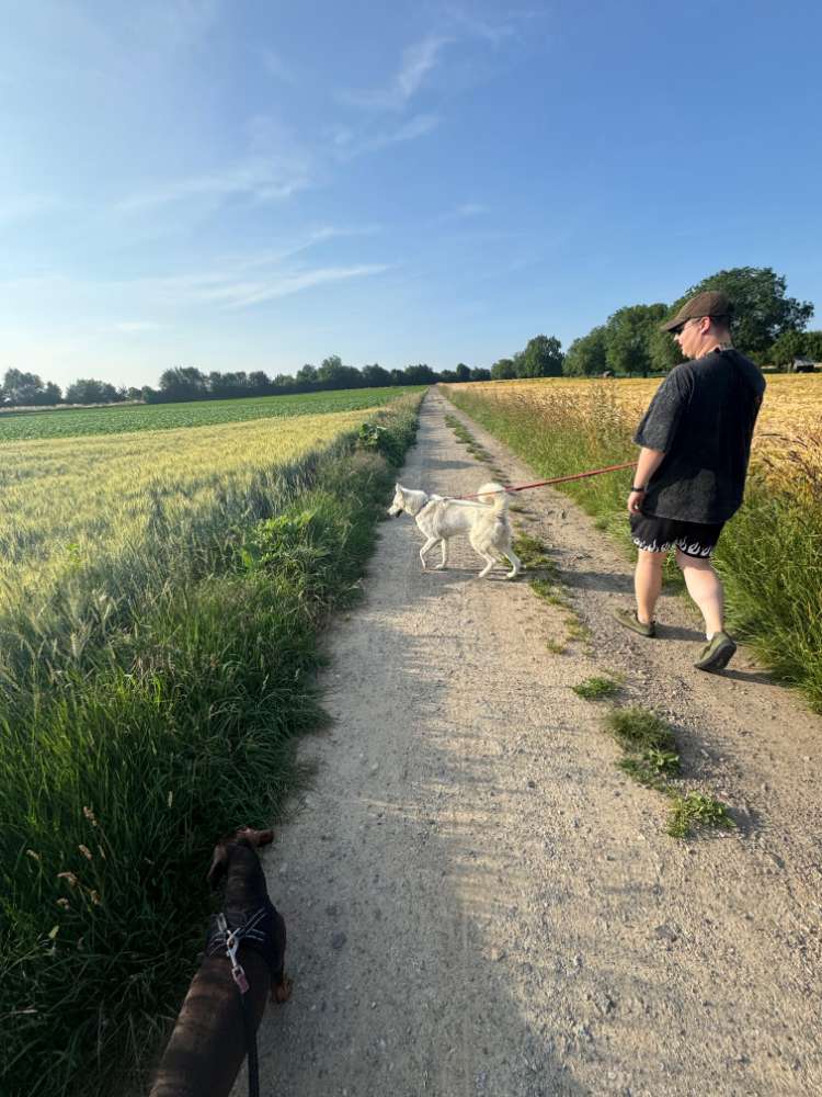 Hundetreffen-Gemeinsames Gassigehen-Profilbild