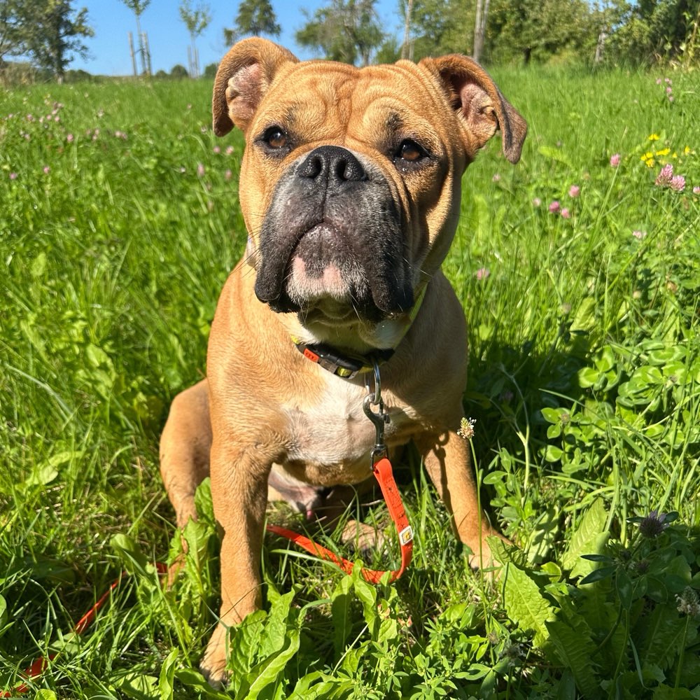 Hundetreffen-Spielgefährten/Gassipartner gesucht in Kelkheim-Profilbild