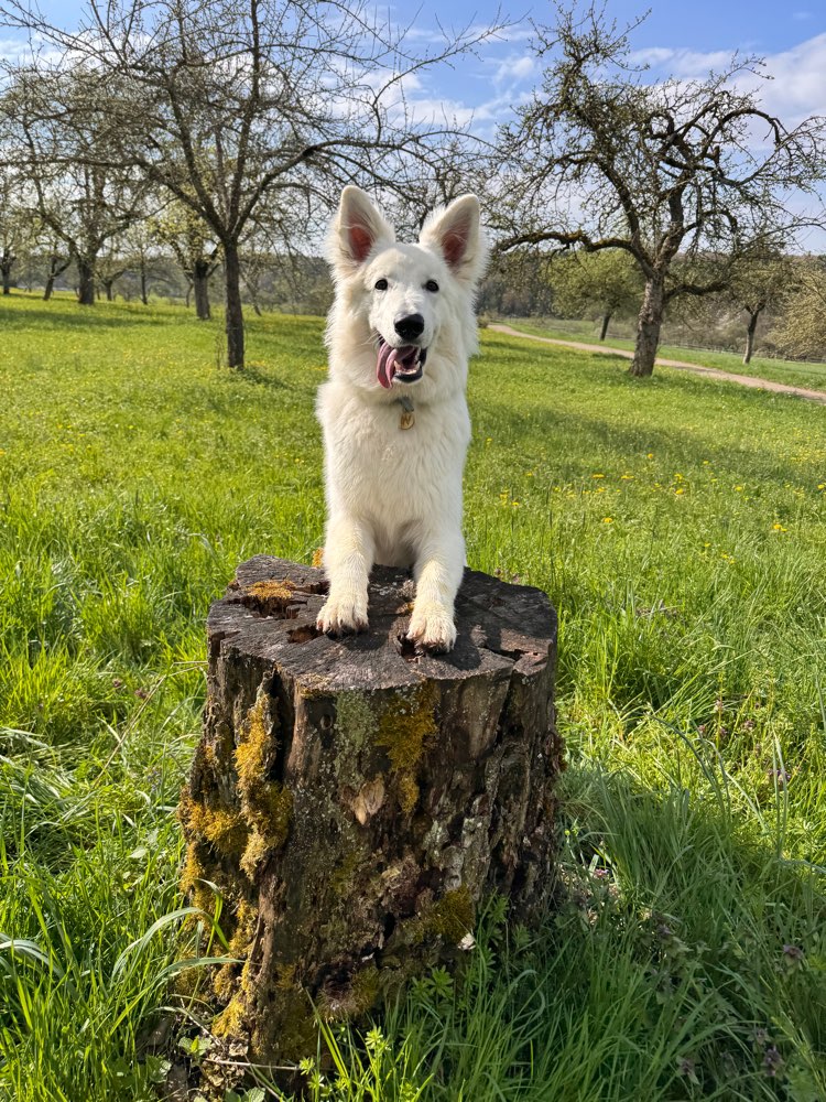 Hundetreffen-🐾 Spaziergang / Hundetreffen Nähe Engen 🐾.-Profilbild
