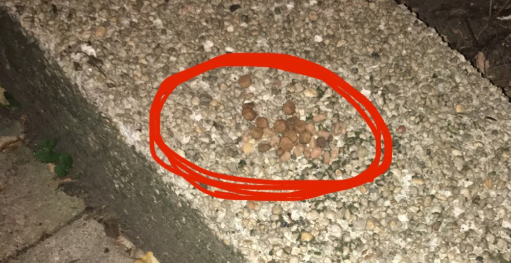 Giftköder-Verdächtiges Trockenfutter-Profilbild