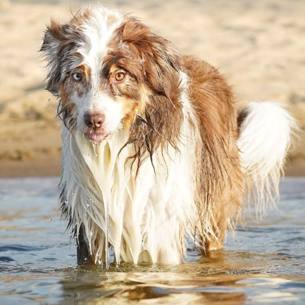 Hundetreffen-Fotos von euch und euren Hunden ☺️ kostenlos-Profilbild