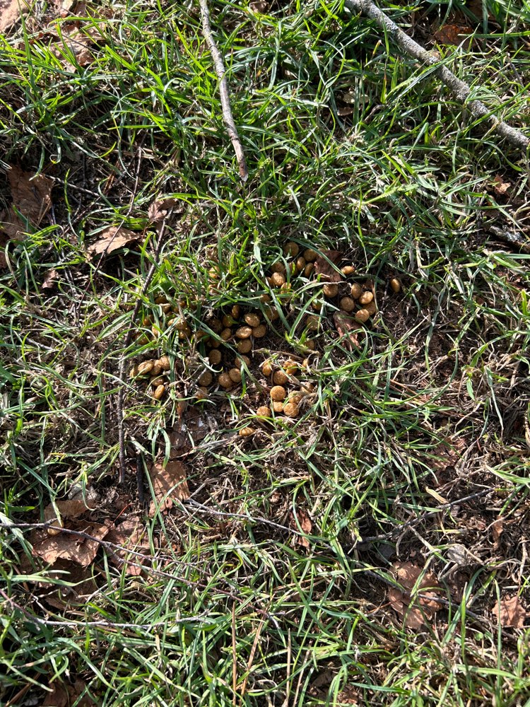 Giftköder-Hundefutter im Gras-Profilbild