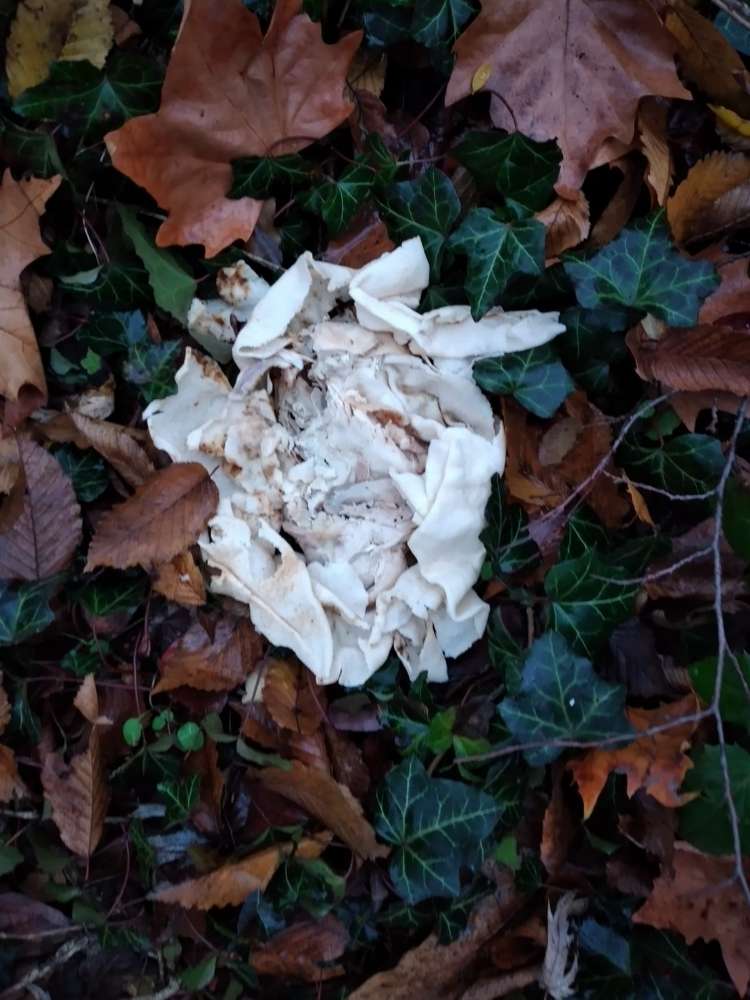 Giftköder-Giftköder-Profilbild