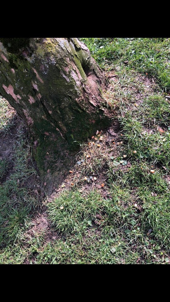 Giftköder-Komische Brotkrümel-Profilbild