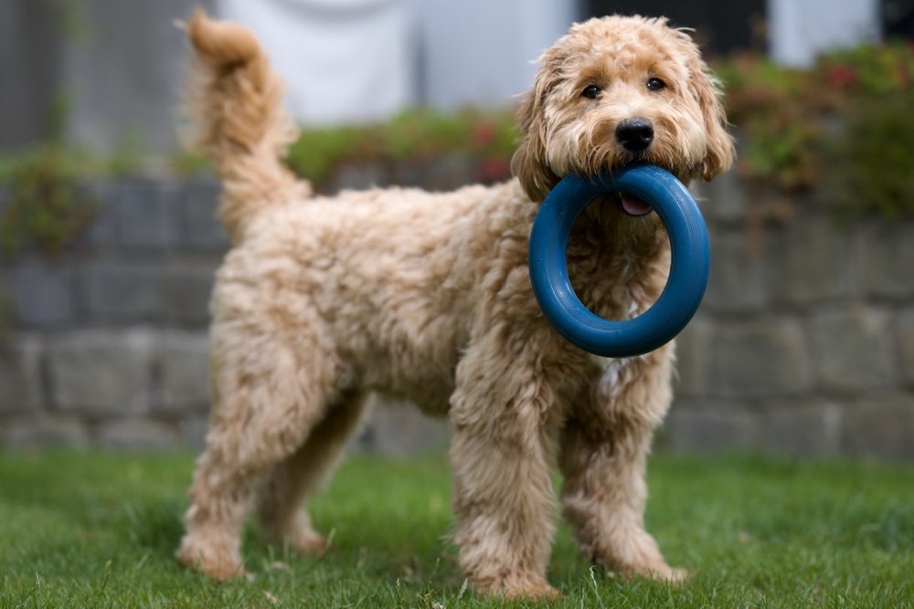 Hundetreffen-Gassi Runde mit Spiel Gelegenheit-Profilbild