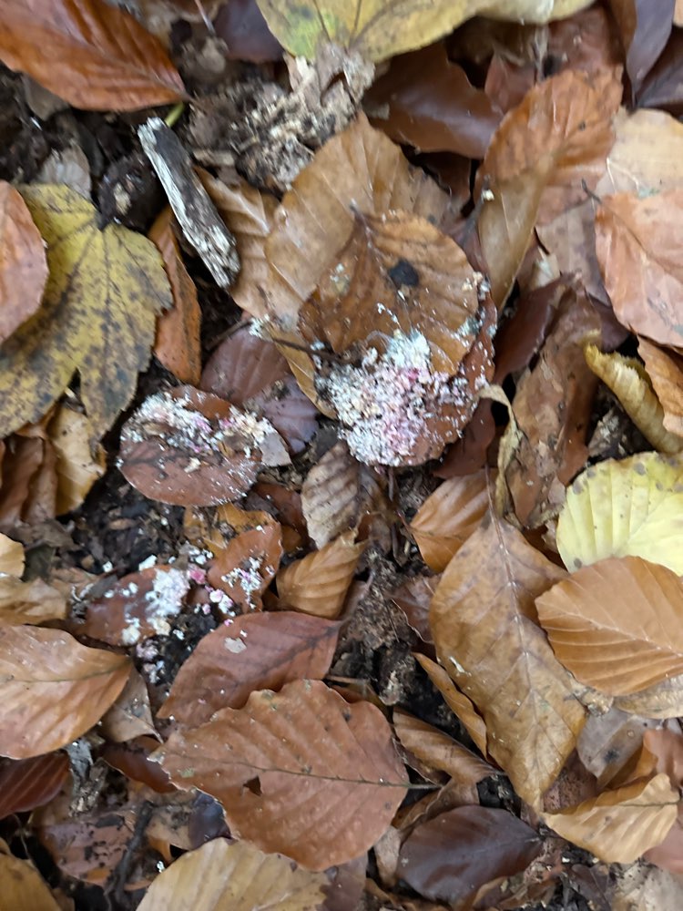 Giftköder-Wahrscheinlich Giftköder-Profilbild