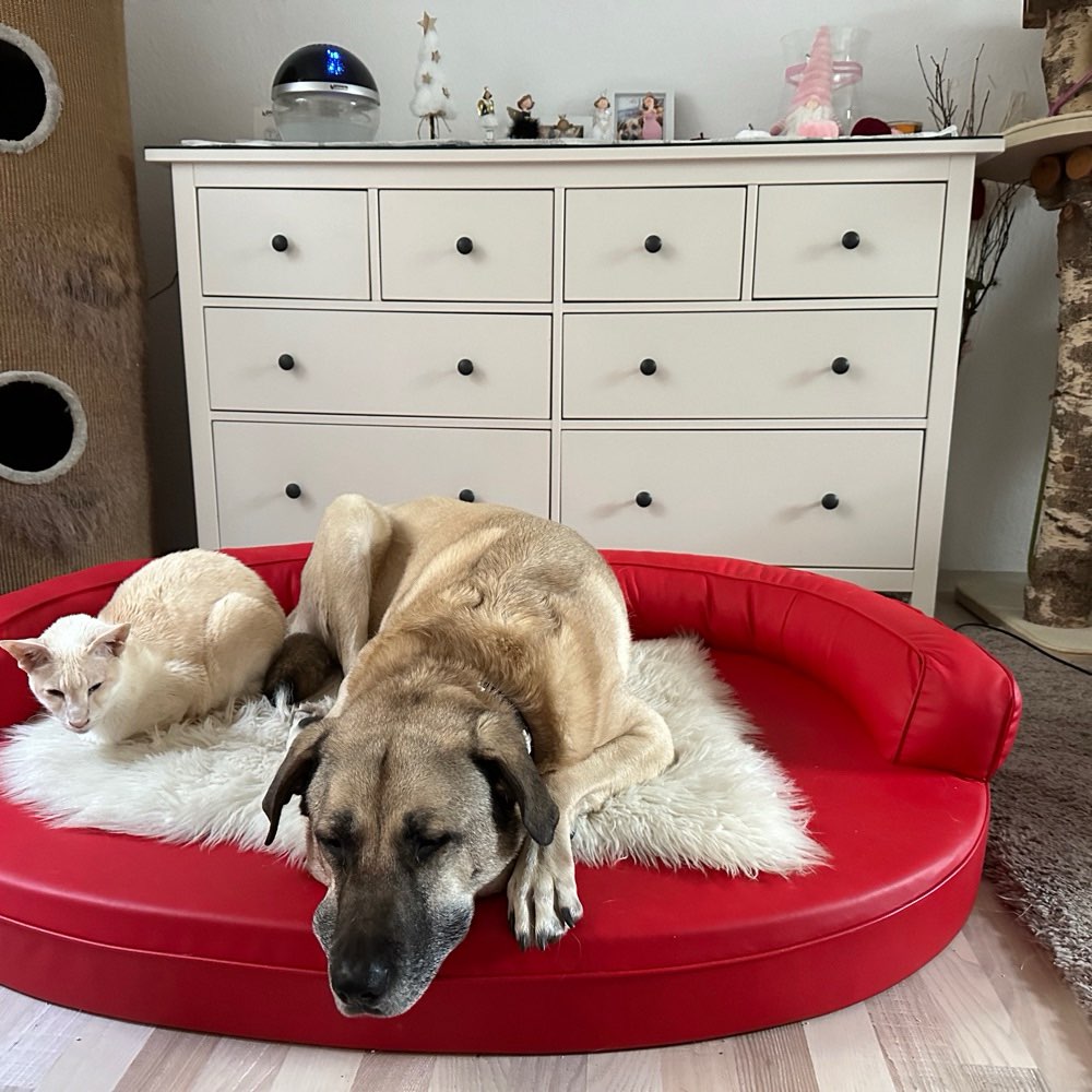 Hundetreffen-Treffen zum Spaziergang oder Toben-Profilbild