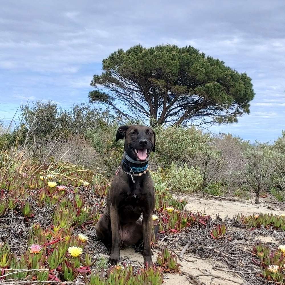 Hundetreffen-Gemeinsame Spaziergänge und Training-Profilbild