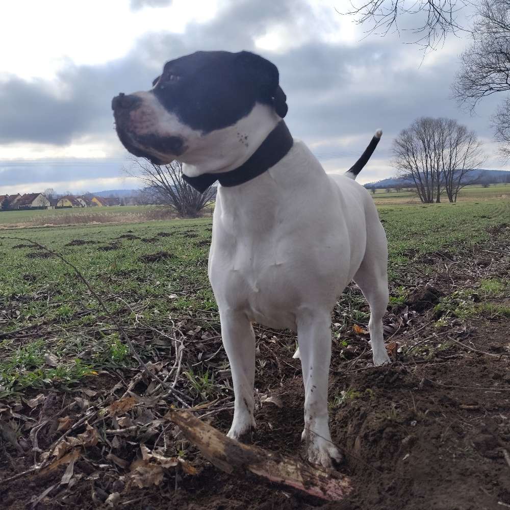 Hundetreffen-Treffen zum spielen und neue Freundschaften 🐶🐶-Profilbild