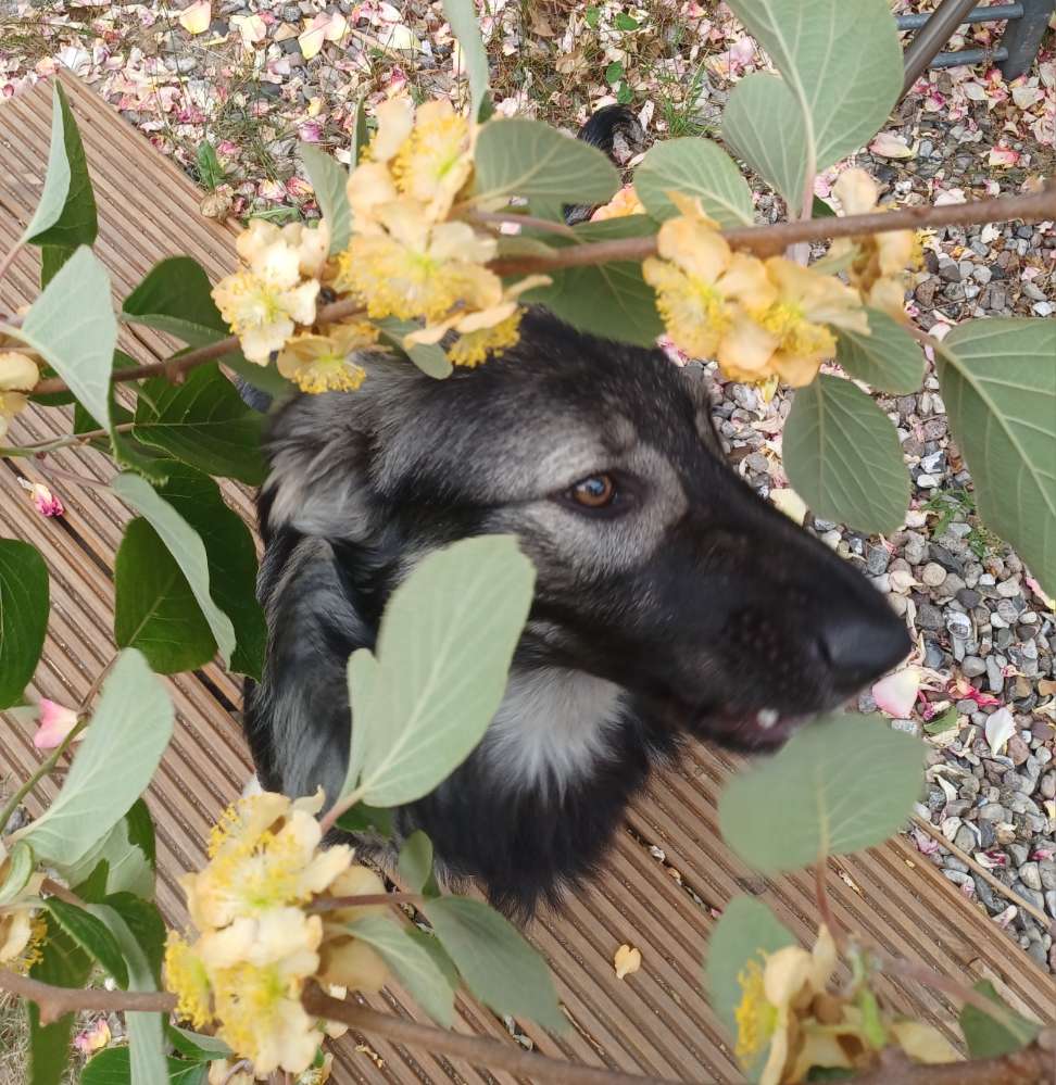 Hundetreffen-Junghund zum gemeinsamen rumtoben gesucht-Profilbild