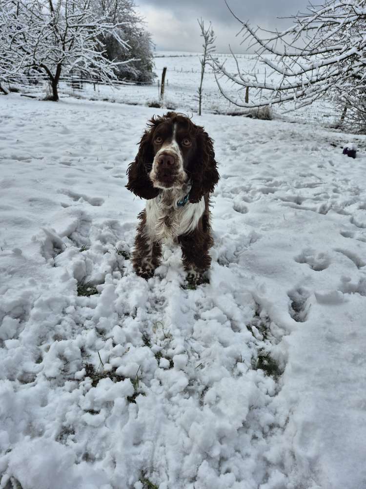 Hundetreffen-Spiel und Tobfreunde gesucht-Profilbild
