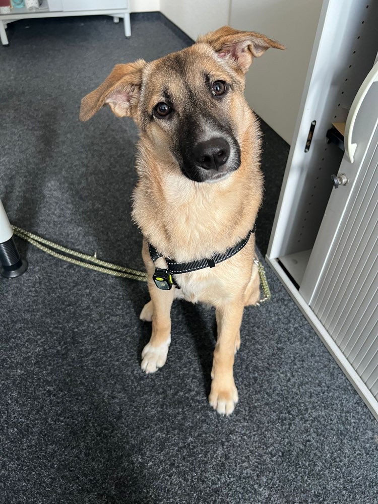 Hundetreffen-Spieltreffen/ Spielpartner gesucht-Profilbild