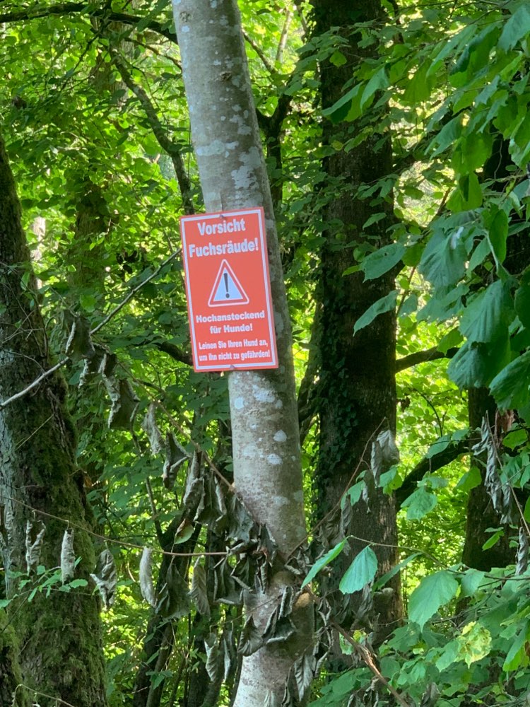 Giftköder-Fuchsräude-Profilbild