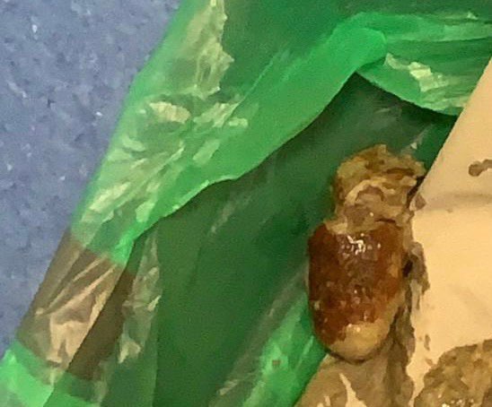 Giftköder-Bratwurststücke-Profilbild