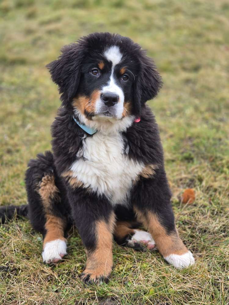 Hundetreffen-Mila sucht entspannte Spielkumpels 🐾-Profilbild
