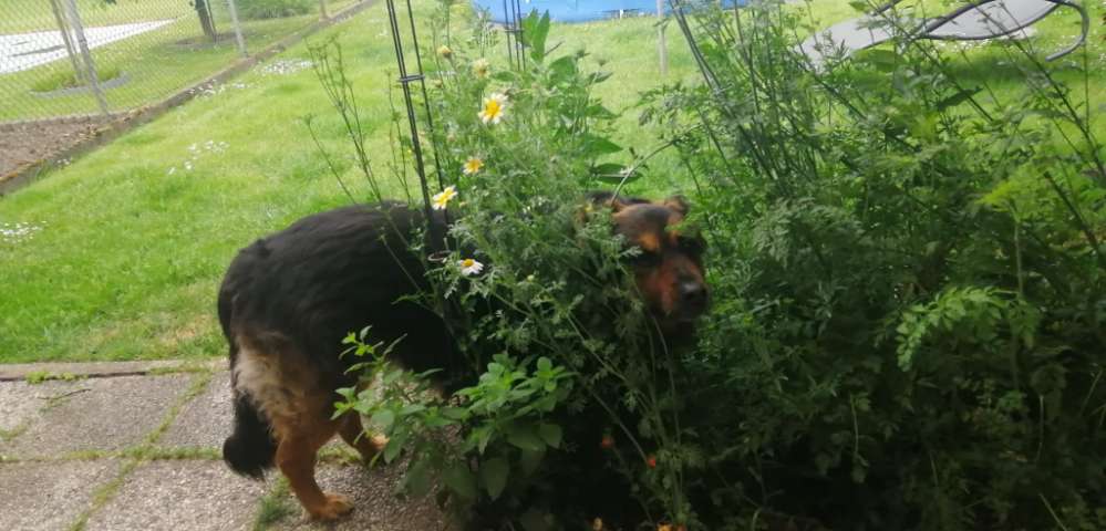 Hundetreffen-Hunde Treff - alte Hundedame-Profilbild