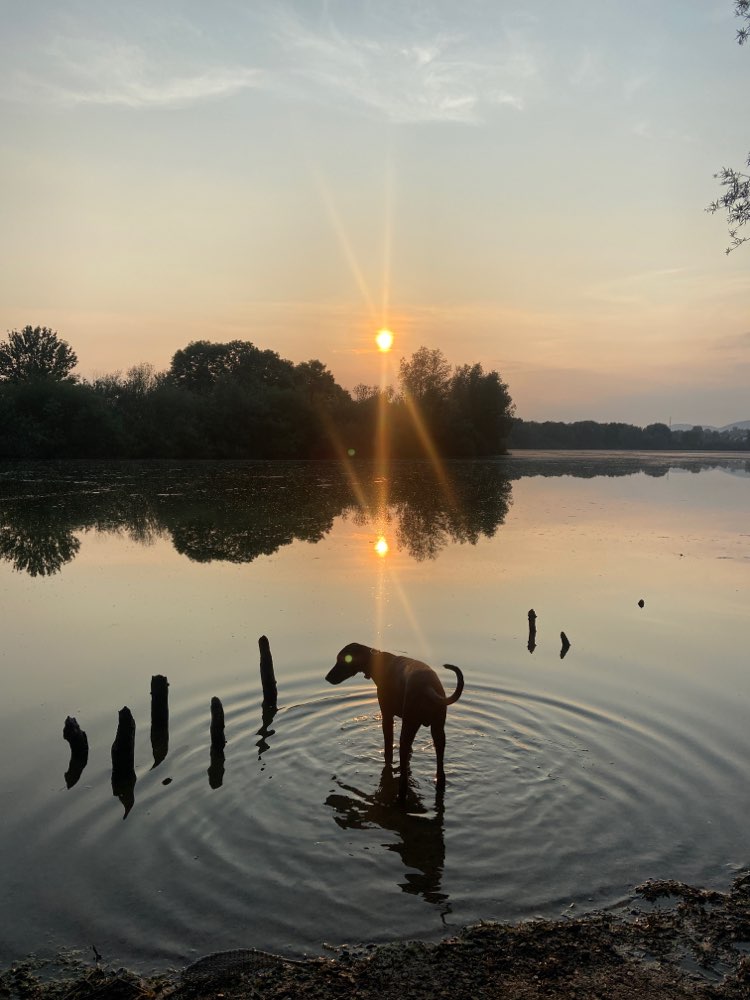 Hundetreffen-Junghundetreffen / Spielen und Social Walk am Weserbogen-Profilbild