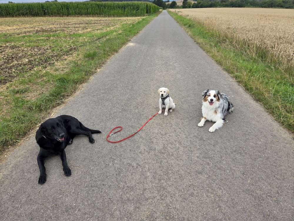 Hundetreffen-Welpen zum toben gesucht.-Profilbild