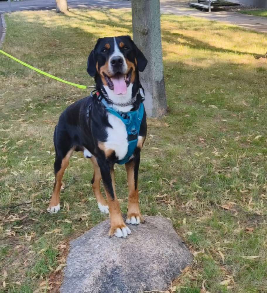 Hundetreffen-Großer Schweizer Sennenhund Treffen-Profilbild