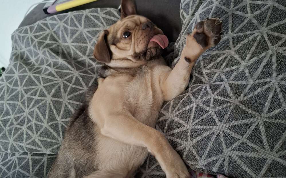 Hundetreffen-Mops treffen in Leipzig am Silbersee-Profilbild
