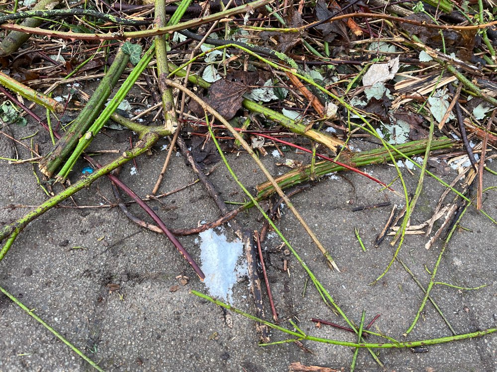 Giftköder-Weißes Pulver beim Eiernest Spielplatz-Profilbild