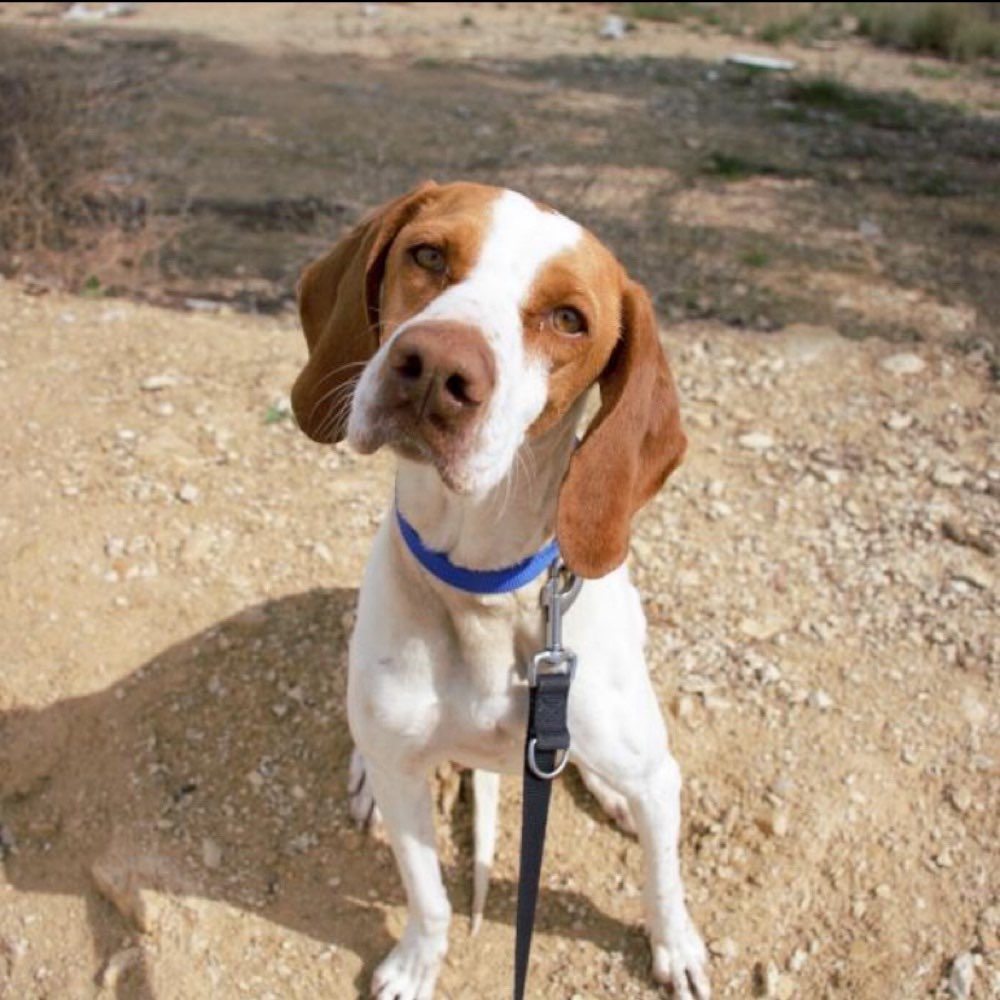 Hundetreffen-Gassi-Runde und Erfahrungsaustausch-Profilbild