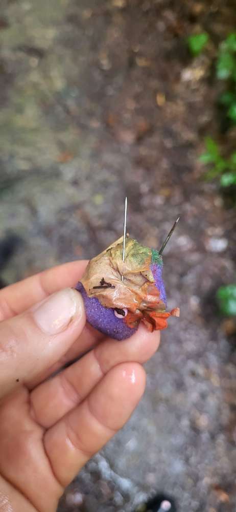 Giftköder-Gift-/ Nadelköder-Profilbild