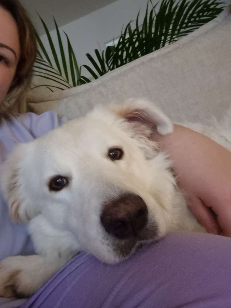 Hundetreffen-Regelmässiges Gassigehen zusammen-Profilbild