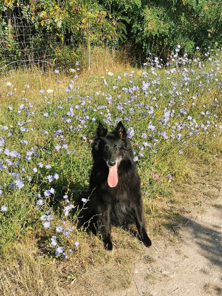 Die längste Zunge hat mein Hund. Könnt ihr dazu Bilder posten? Banner