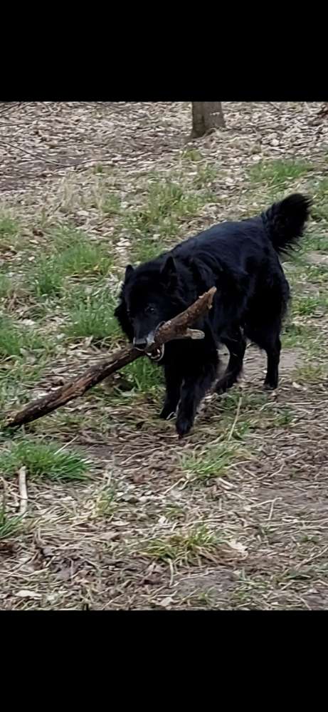 Der Stock im Maul Banner