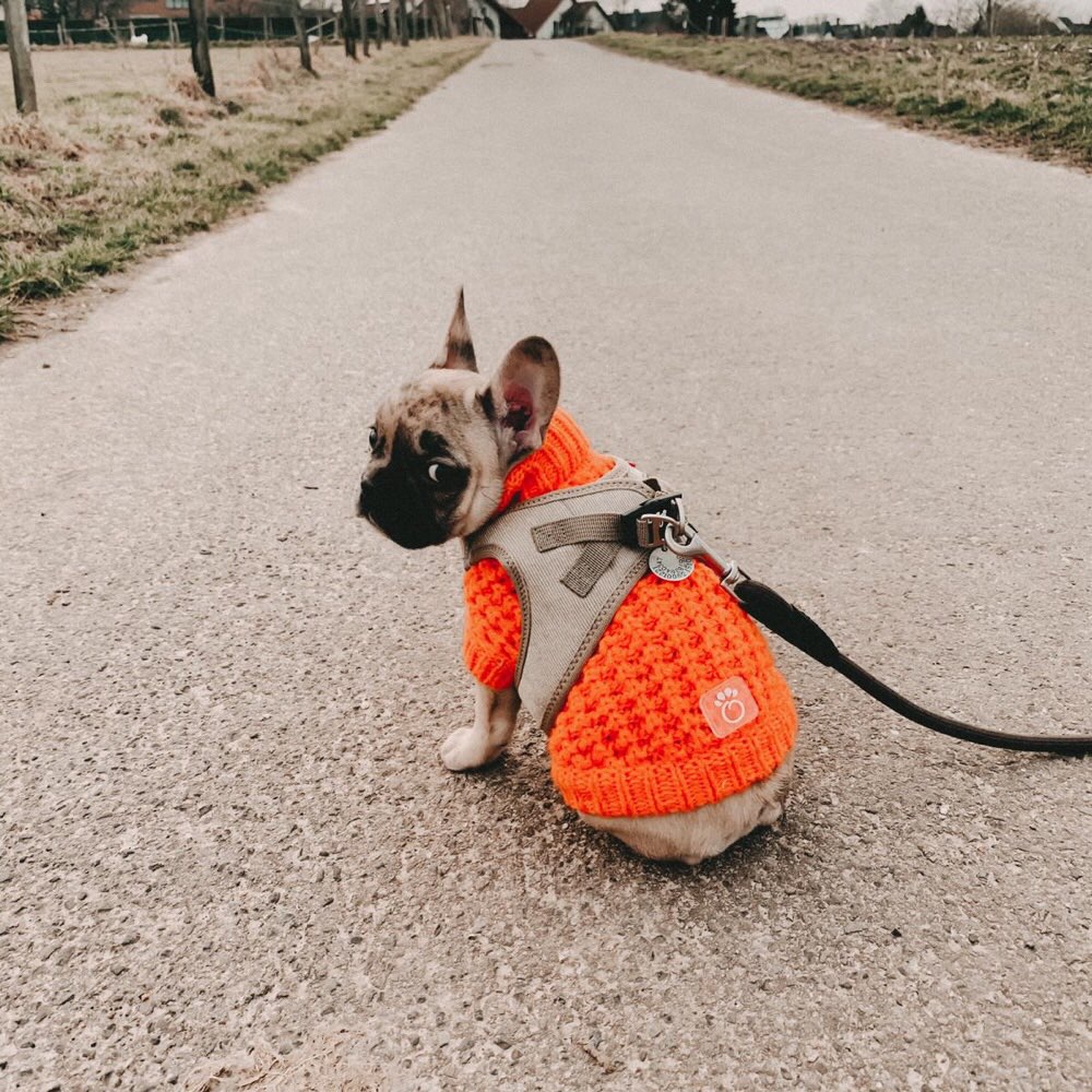 Hundetreffen-Welpentreffen/Spielrunde-Profilbild