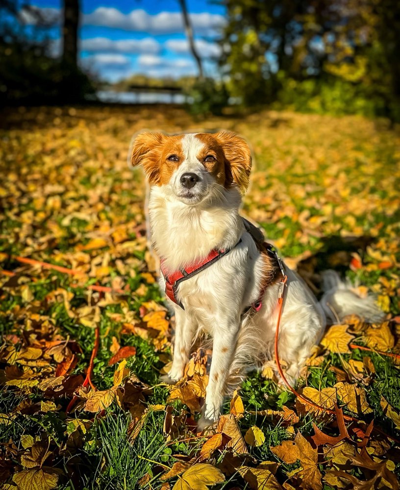 Hundetreffen-Kooikerhondje Treffen-Profilbild