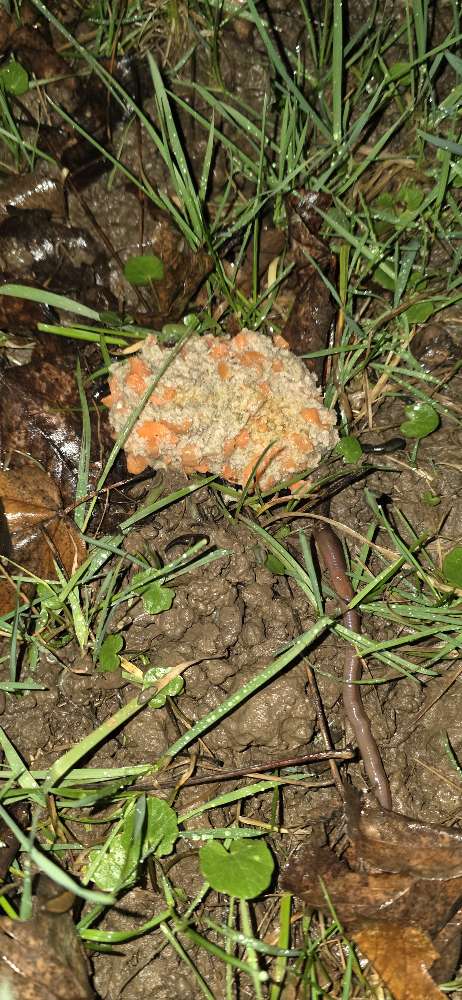 Giftköder-Potenzieller Giftköder !!!!-Profilbild