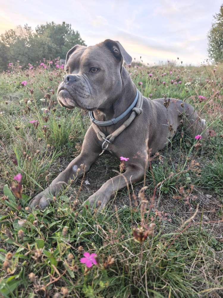Hundetreffen-Hundefreunde gesucht-Profilbild