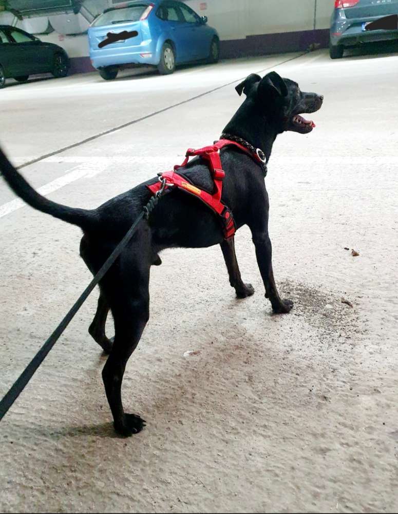 Hundetreffen-Mantrailing (Hobbygruppe)-Profilbild