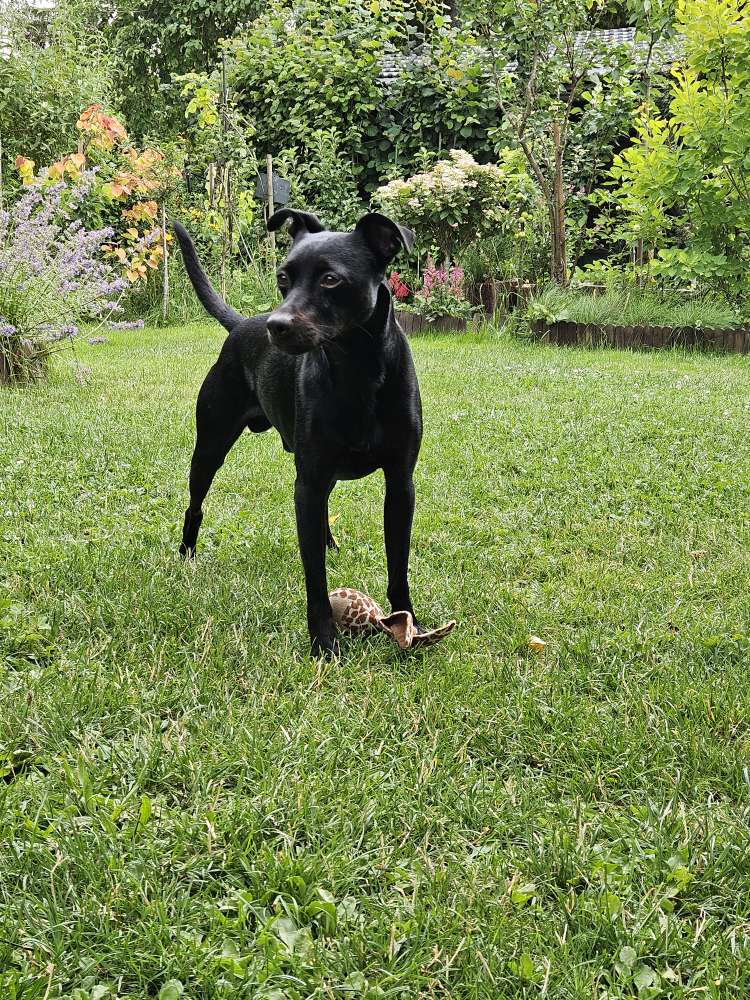 Hundetreffen-Gemeinsames Gassi, Sozialkontakte-Profilbild