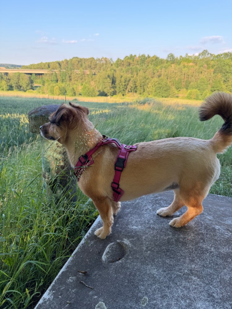 Hundetreffen-Gemeinsame Gassi- und Spielrunden-Profilbild